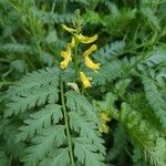 Corydalis cheilanthifolia Blomma