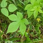 Hydrastis canadensis Leaf