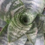 Sansevieria trifasciata Leaf