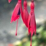 Fuchsia simplicicaulis Floare