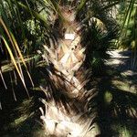 Sabal palmetto Bark