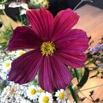 Cosmos bipinnatusᱵᱟᱦᱟ