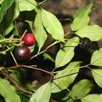 Eugenia oerstediana Fruit