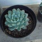 Echeveria minima List