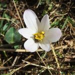 Colchicum alpinum 花