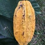 Theobroma cacao Frutto