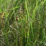 Juncus gerardi Frukt