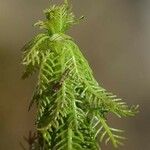 Myriophyllum verticillatum Foglia