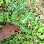 Desmodium uncinatum Leaf