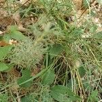 Artemisia alba पत्ता