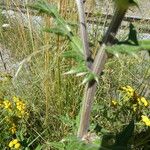 Echinops sphaerocephalus Rinde