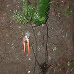 Triplophyllum securidiforme आदत