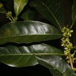 Pouteria caimito Fruit