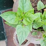 Mirabilis longiflora Blad