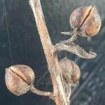 Verbascum blattaria Fruit