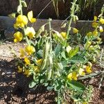 Crotalaria spectabilis Blomst