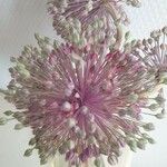 Allium polyanthum Cvet