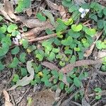 Viola hederacea 葉