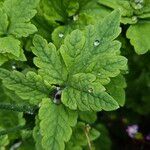 Papaver cambricum Leaf