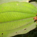 Miconia granatensis Leaf