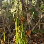 Actinostachys pennula Фрукт