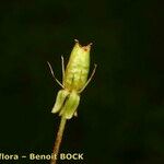 Saxifraga hirculus Плід