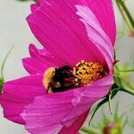 Cosmos bipinnatus Fula