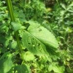 Agastache nepetoides Лист