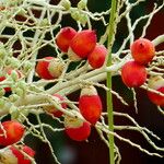 Adonidia merrillii Fruit