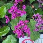 Bergenia crassifoliaപുഷ്പം