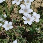 Linum tenuifolium Flower