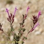 Thymus longiflorus Mosusu