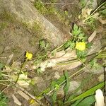 Ranunculus repens 花