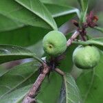 Ficus cyathistipula Frucht