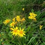 Arnica montana Fleur