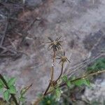 Bidens tripartita ഫലം