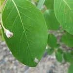 Apocynum androsaemifolium Leaf