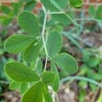 Baptisia alba पत्ता