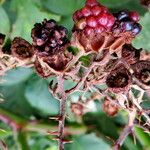 Rubus ursinus 果實
