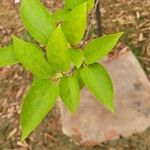 Guazuma ulmifolia 葉