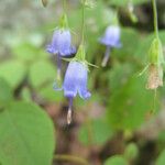 Campanula divaricata 整株植物