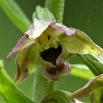 Epipactis helleborine Flower