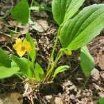 Viola bakeri Flower