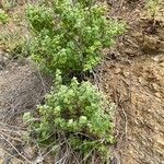 Brickellia californica Habit