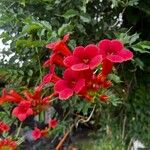 Campsis radicansFlor