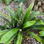 Clivia nobilis Leaf