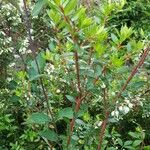 Gaultheria mucronata Leaf