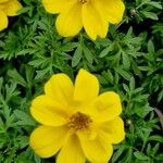 Bidens ferulifolia Virág