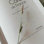 Carex distans Flower