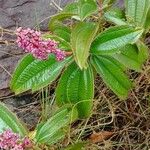 Miconia ciliata Fuelha